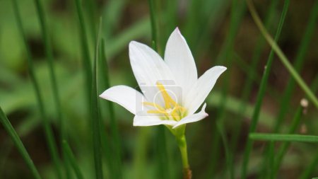 Foto de Zephyranthes (Also called fairy lily, rain flower, zephyr lily, magic lily) with a natural background - Imagen libre de derechos