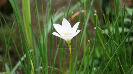 Foto de Zephyranthes (Also called fairy lily, rain flower, zephyr lily, magic lily) with a natural background - Imagen libre de derechos