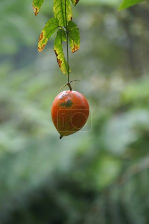 Trichosanthes tricuspidata (Kalayar, Makal, Rotkugelschlange) Frucht. Diese Frucht ist giftig und wird in der traditionellen thailändischen Medizin als Mittel gegen Fieber, als Abführmittel, verwendet.