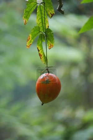 Trichosanthes tricuspidata (Kalayar, Makal, Redball serpent gourde) fruit. Ce fruit est toxique et dans le système traditionnel thaïlandais de la médecine, la plante est utilisée comme remède anti-fièvre, un laxatif