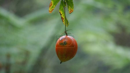 Téléchargez les photos : Trichosanthes tricuspidata (Kalayar, Makal, Redball serpent gourde) fruit. Ce fruit est toxique et dans le système traditionnel thaïlandais de la médecine, la plante est utilisée comme remède anti-fièvre, un laxatif - en image libre de droit