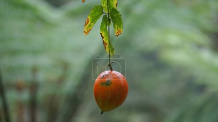 Téléchargez les photos : Trichosanthes tricuspidata (Kalayar, Makal, Redball serpent gourde) fruit. Ce fruit est toxique et dans le système traditionnel thaïlandais de la médecine, la plante est utilisée comme remède anti-fièvre, un laxatif - en image libre de droit