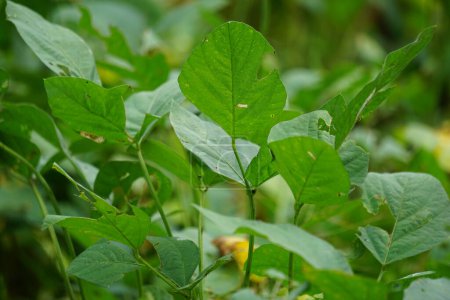 Photo for Soybean (Also called soya bean, soy bean) leaves on the tree. Soybeans is one of the ingredient to make tempe or tofu - Royalty Free Image