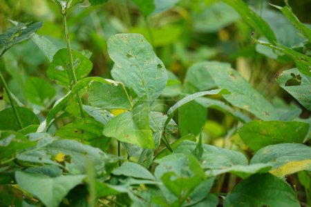 Sojabohnen (auch Sojabohnen, Sojabohnen genannt) blättern am Baum. Sojabohnen gehören zu den Zutaten für Tempe oder Tofu