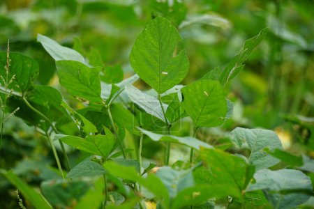 Soybean (Also called soya bean, soy bean) leaves on the tree. Soybeans is one of the ingredient to make tempe or tofu