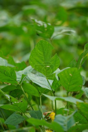 Photo for Soybean (Also called soya bean, soy bean) leaves on the tree. Soybeans is one of the ingredient to make tempe or tofu - Royalty Free Image
