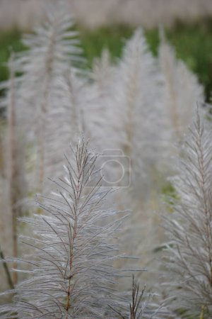 The flower of Sugarcane with a natural background