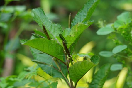 Ruellia tuberosa (también conocida como minnieroot, raíz de fiebre, raíz de dragón) con un fondo natural