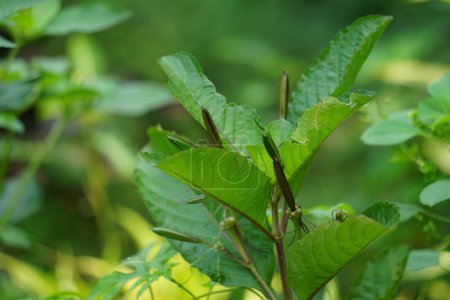 Ruellia tuberosa (auch bekannt als Minnierwurzel, Fieberwurzel, Schnappdrachenwurzel) mit natürlichem Hintergrund