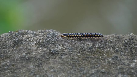 paradoxosomatidae