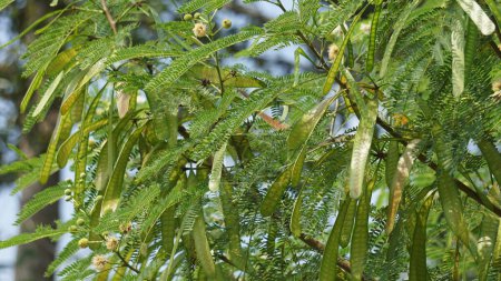 Leucaena leucocephala (Jumbay, River Tamarind, Subabul, White Popinac, White Leadtree, Mimosa leucophala, Mimosa glauca Koenig) oder kann auch als chinesischer Petai, kemlandingan und lamtoro bezeichnet werden.