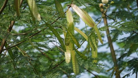 Leucaena leucocephala (jumbay, tamarin de rivière, subabul, popinac blanc, plomb blanc, Mimosa leucophala, Mimosa glauca Koenig) ou peut également être appelé pétai chinois, kemlandingan et lamtoro
.