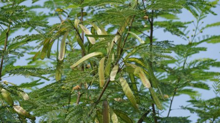 Leucaena leucocephala (jumbay, river tamarind, subabul, white popinac, white leadtree, Mimosa leucophala, Mimosa glauca Koenig) or can also be called chinese petai, kemlandingan, and lamtoro.