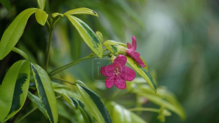 Ravenia spectabilis (Lemonia spectabilis, Ravenia rosea) panaché est un arbuste ornemental produit des fleurs aplaties rose vif