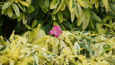 Ravenia spectabilis (Lemonia spectabilis, Ravenia rosea) variegated is an ornamental shrub produces bright pink flattened flowers