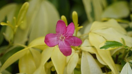 Ravenia spectabilis (Lemonia spectabilis, Ravenia rosea) variegated is an ornamental shrub produces bright pink flattened flowers