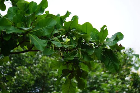Terminalia catappa on the nature. Also called country almond, sea almond and tropical almond