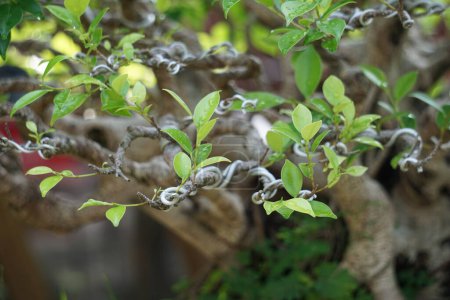 Der Bonsai von Ficus microcarpa (Ficus malacocarpa, chinesischer Banyan, malaysischer Banyan, indischer Lorbeer, Gardinenfeige, Gajumaru, Kimeng). Diese Pflanze wird traditionell gegen Schmerzen und Fieber verwendet