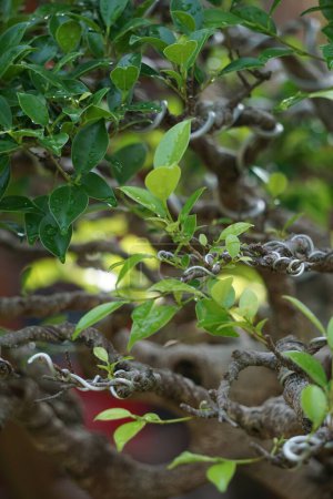 Der Bonsai von Ficus microcarpa (Ficus malacocarpa, chinesischer Banyan, malaysischer Banyan, indischer Lorbeer, Gardinenfeige, Gajumaru, Kimeng). Diese Pflanze wird traditionell gegen Schmerzen und Fieber verwendet