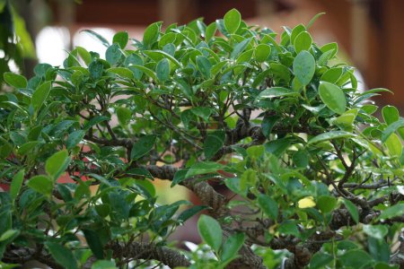 The bonsai of Ficus microcarpa (Ficus malacocarpa, Chinese banyan, Malayan banyan, Indian laurel, curtain fig, gajumaru, Kimeng). This plant is traditionally used against pain and fever