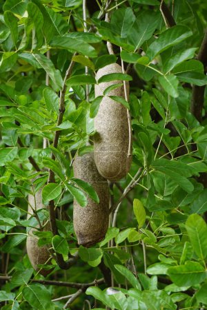 Kigelia africana (sausage tree, kigeli-keia, cucumber tree, Kunto Bimo, Pohon Sosis) fruit. The fresh fruit is poisonous to humans and strongly purgative