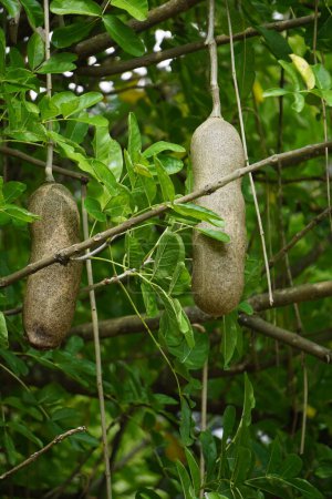 Kigelia africana (saucisson, kigeli-keia, concombre, Kunto Bimo, Pohon Sosis) fruit. Le fruit frais est toxique pour l'homme et fortement purgatif