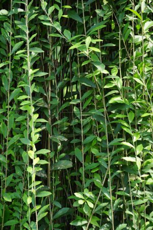 Lee kwan tejo (vernonia elliptica, Vernonia elaeagnifolia, Tarlmounia elliptica, Tirai Creeper) planta. Lee Kuan Yew fue tomado del nombre del ex Primer Ministro de Singapur