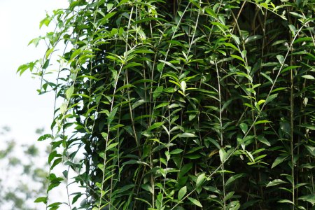 Lee kwan if (vernonia elliptica, Vernonia elaeagnifolia, Tarlmounia elliptica, Tirai Creeper) plante. Lee Kuan Yew a été tiré du nom de l'ancien Premier ministre de Singapour