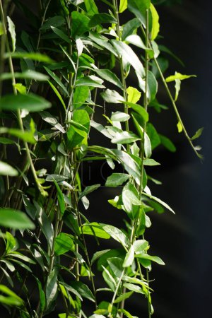 Lee kwan if (vernonia elliptica, Vernonia elaeagnifolia, Tarlmounia elliptica, Tirai Creeper) plante. Lee Kuan Yew a été tiré du nom de l'ancien Premier ministre de Singapour