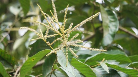 Castanea mollissima (Chinesische Kastanie, Sarangan, Berangan, Saninten, Castanopsis argentea, Rambutan hutan). Die Nüsse sind essbar, und der Baum wird in Ostasien weit verbreitet angebaut