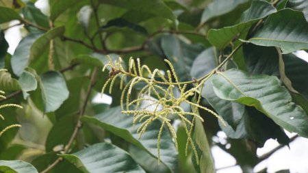 Castanea mollissima (Chinesische Kastanie, Sarangan, Berangan, Saninten, Castanopsis argentea, Rambutan hutan). Die Nüsse sind essbar, und der Baum wird in Ostasien weit verbreitet angebaut