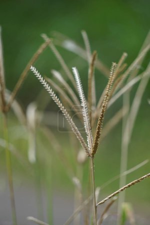 Eleusine indica (Goosegrass indio, hierba del patio, goosegrass, wiregrass, hierba del pie del cuervo, lulangan). Esta planta es una especie de hierba perteneciente a la familia Poaceae. Es una pequeña hierba anual.