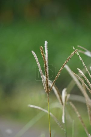Eleusine indica (Indisches Stachelgras, Gartengras, Stachelgras, Drahtgras, Krähenfußgras, Lulangan). Diese Pflanze ist eine Grasart aus der Familie der Poaceae. Es ist ein kleines einjähriges Gras.