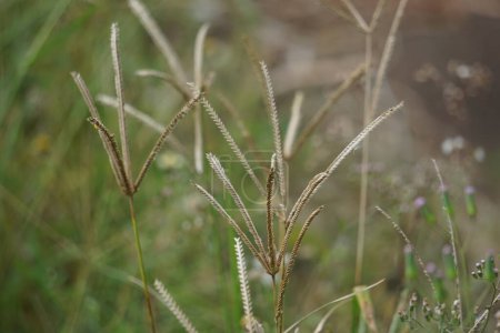 Eleusine indica (Goosegrass indio, hierba del patio, goosegrass, wiregrass, hierba del pie del cuervo, lulangan). Esta planta es una especie de hierba perteneciente a la familia Poaceae. Es una pequeña hierba anual.