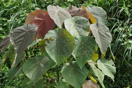 Macaranga grandifolia (Euphorbiaceae, árbol de nasturcio, árbol de hojas de sombrilla, bingabing, Croton grandifolius, Macaranga porteana) hojas. Las hojas se usaban para envolver comida.