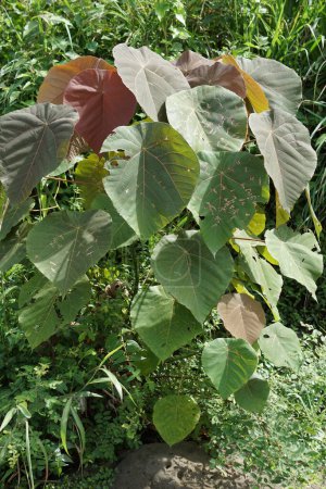 Macaranga grandifolia (Euphorbiaceae, Kapuzinerkresse, Sonnenschirmblatt, Bingabing, Croton grandifolius, Macaranga porteana) blättert. Die Blätter wurden zum Einwickeln von Lebensmitteln verwendet