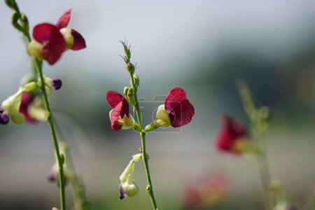 The flower of Macroptilium lathyroides (Also known phasey bean). The plant spreads readily from seed under moist conditions