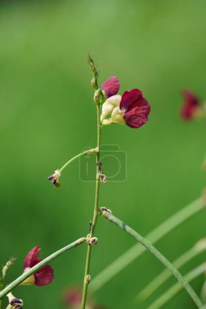 Die Blüte von Macroptilium lathyroides (auch Phaseybohne genannt). Die Pflanze breitet sich unter feuchten Bedingungen leicht aus