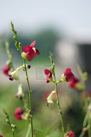 The flower of Macroptilium lathyroides (Also known phasey bean). The plant spreads readily from seed under moist conditions