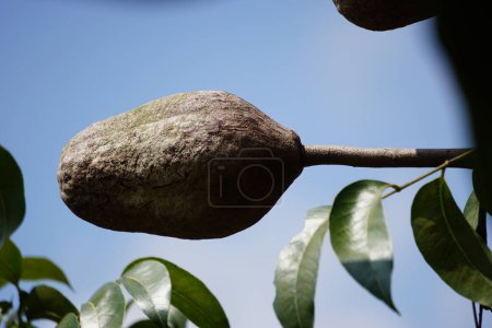Der Samen von swietenia mahagoni (Mahoni, Mahoni) mit natürlichem Hintergrund. Mahagoni ist ein gerades, rotbraunes Holz von drei tropischen Laubholzarten der Gattung Swietenia.