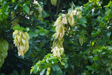 Maniltoa lenticellata (Seidentaschentuchbaum, Bohnenkaskade, Bunga Sapu Tangan und einheimischer Taschentuchbaum). Maniltoa lenticellata kann bis zu 22 m hoch werden