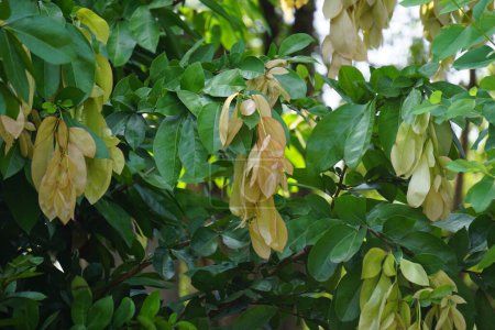 Maniltoa lenticellata (Seidentaschentuchbaum, Bohnenkaskade, Bunga Sapu Tangan und einheimischer Taschentuchbaum). Maniltoa lenticellata kann bis zu 22 m hoch werden