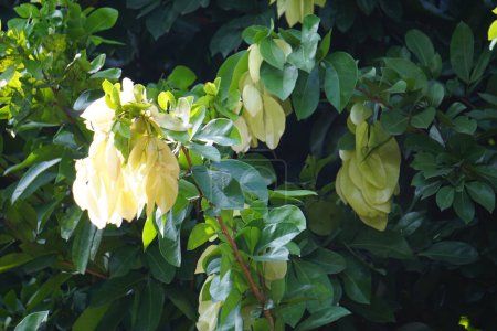 Maniltoa lenticellata (árbol del pañuelo de seda, frijol en cascada, bunga sapu tangan y árbol del pañuelo nativo). Maniltoa lenticellata puede crecer hasta 22 m (72 pies) de altura