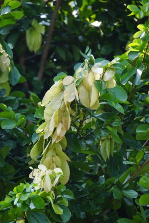 Maniltoa lenticellata (Silk handkerchief tree, cascading bean, bunga sapu tangan, and native handkerchief tree). Maniltoa lenticellata can grow up to 22 m (72 ft) tall