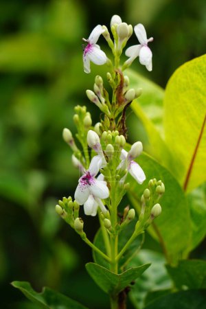 Téléchargez les photos : Pseuderanthemum Reticulatum (jasmin japonais, melati jepang) avec un fond naturel - en image libre de droit