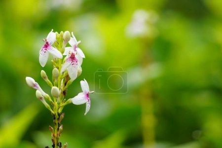 Téléchargez les photos : Pseuderanthemum Reticulatum (jasmin japonais, melati jepang) avec un fond naturel - en image libre de droit