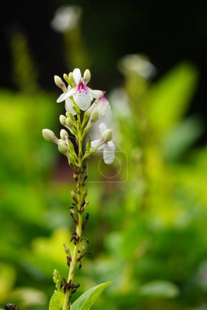 Pseuderanthemum Reticulatum (japanischer Jasmin, melati jepang) mit natürlichem Hintergrund
