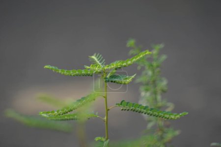 Phyllanthus urinaria (Meniran, Kammerbitter, Grippeweed, Bruchstein, Steinbrecher, Leafflower) mit natürlichem Hintergrund. Die Blätter sind an der Spitze groß und zum Blattstiel hin kleiner.