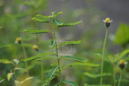Phyllanthus urinaria (Meniran, Kammerbitter, Grippeweed, Bruchstein, Steinbrecher, Leafflower) mit natürlichem Hintergrund. Die Blätter sind an der Spitze groß und zum Blattstiel hin kleiner.