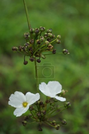 Photo for Echinodorus palifolius (Also called Melati Air, Mexican sword plant) in nature. this plant is an emerged aquatic plant - Royalty Free Image